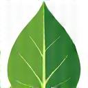 Icon of a leaf representing eco-friendly practices